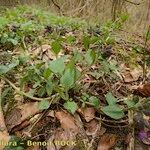 Pulmonaria helvetica موطن