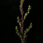Artemisia stricta Hábitos