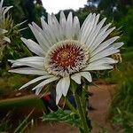 Berkheya cirsiifolia Flower