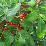 Schinus terebinthifolius Plod