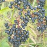 Sambucus ebulusFruit