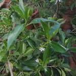 Myoporum tetrandrum Kvet