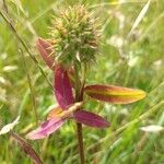 Trifolium squamosum Çiçek