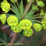 Euphorbia biumbellata Цветок