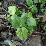 Cissus repens Leaf