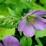 Geranium maculatumVirág