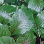 Athyrium vidalii Leaf