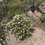 Argyranthemum adauctum Flower