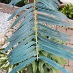 Washingtonia robusta Blad