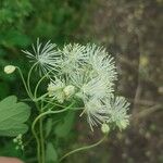 Thalictrum aquilegiifolium Flower