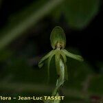 Habenaria tridactylites Квітка