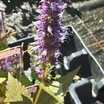 Agastache rugosa Virág