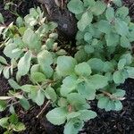 Sedum glaucophyllum Blatt