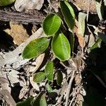 Grevillea macleayana Blatt