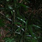 Syzygium jambos Habit