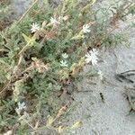 Silene nicaeensis Habitatea