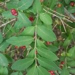 Lonicera morrowii Лист