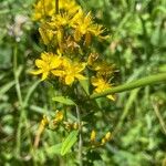 Hypericum hirsutum Habit