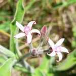 Oxypetalum solanoides Flor