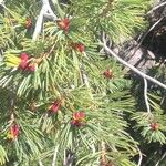 Pinus albicaulis Folha