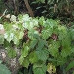 Begonia urophylla Hábitos