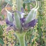 Lupinus hispanicus 果