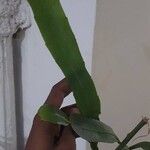 Epiphyllum oxypetalumপাতা