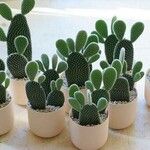 Opuntia microdasys Folha