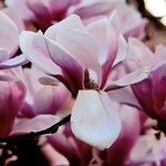 Magnolia × soulangeana Цветок