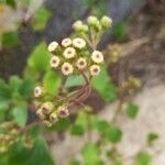 Ageratina adenophora Квітка
