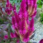 Celosia argentea Blüte