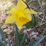 Narcissus × incomparabilis Flor