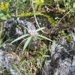 Lomelosia divaricata 花