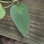 Paederia foetida Levél