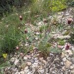 Platycapnos spicata 形態