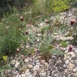 Platycapnos spicata Habit