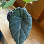 Alocasia baginda Лист