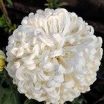 Chrysanthemum morifolium Flor