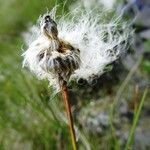 Eriophorum angustifolium ഫലം