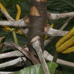 Cecropia insignis Fruto