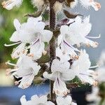 Ocimum kilimandscharicum Flower