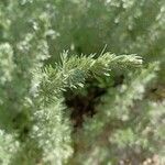 Artemisia austriaca Ліст