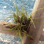 Tillandsia recurvata Blad