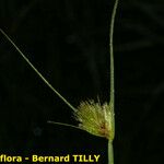 Carex bohemica Інше