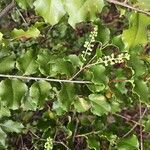 Prunus ilicifolia ഇല