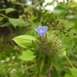Jacquemontia tamnifolia Blüte