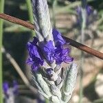 Lavandula pinnata Flower