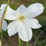 Gladiolus candidus Floro
