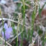 Carex alba Frukto