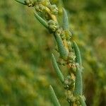 Suaeda maritima Leaf